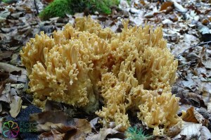 Ramaria fagetorum